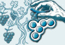 Vendanges du cru 2025/2026
