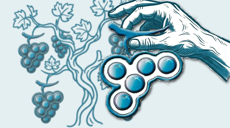 Vendanges du cru 2025/2026